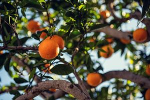 The Citrus Curve: Profiting from FCOJ Futures Seasonality Patterns